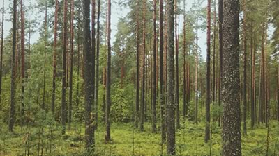 Green forest representative of Sustainability