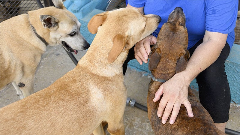 Abandoned dogs gather around a shelter director.