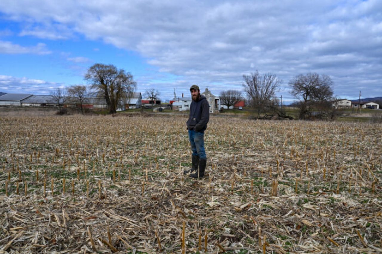 Man in sweatshirt jeans standing in a cornfield