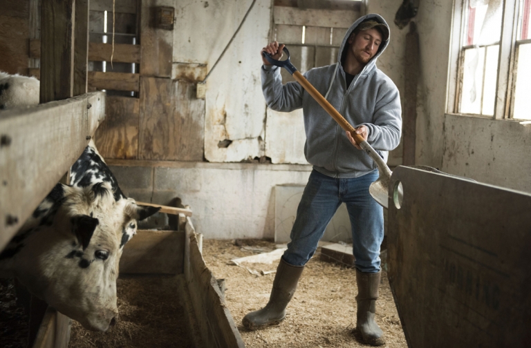 Zack in a grey hooded sweatshirt and work boots shoveling feed into a trough where cows are eating.